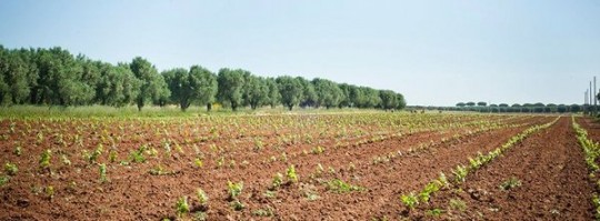 terre di puglia1